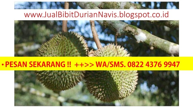 Bibit durian montong, bibit durian bawor, bibit durian unggul, bibit durian musang king, bibit durian, bibit durian merah.